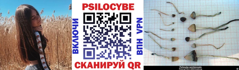 Псилоцибиновые грибы Psilocybine cubensis Владимир